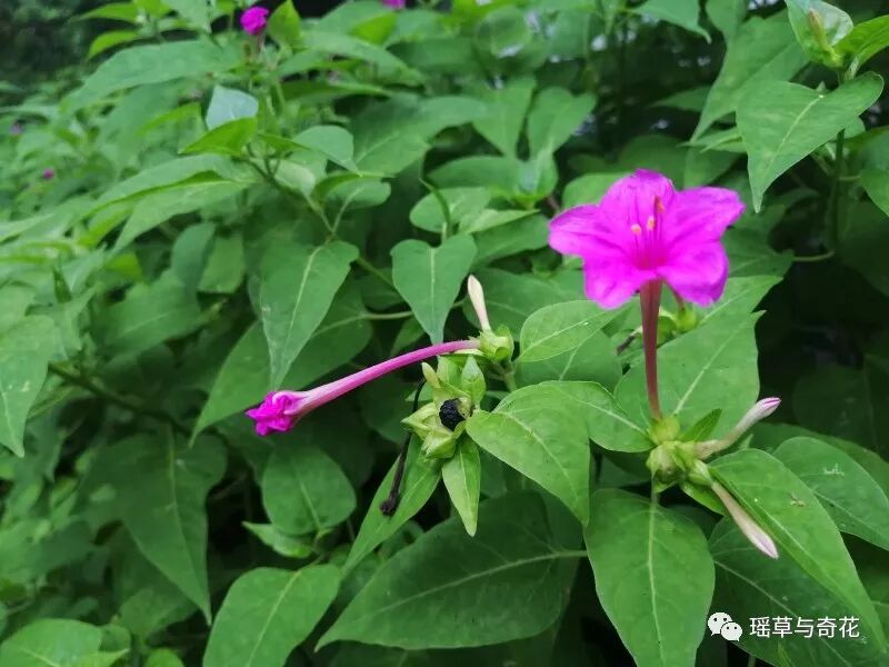 耳环花丨紫茉莉