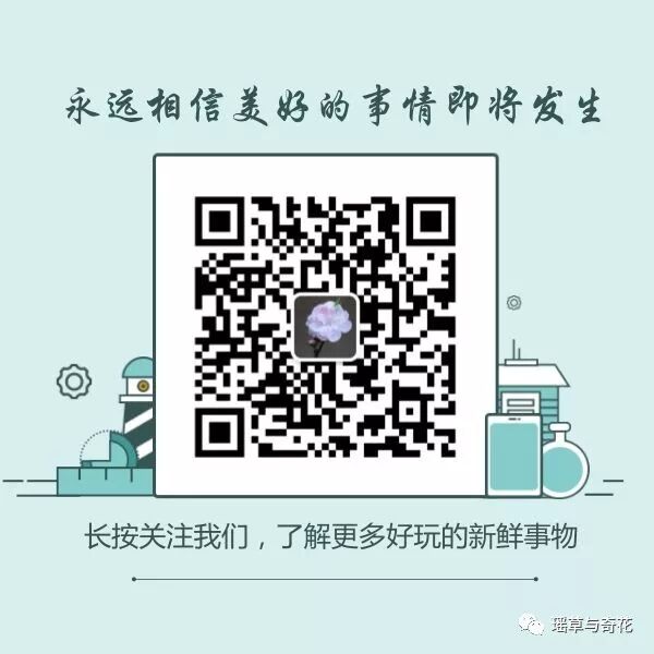 耳环花丨紫茉莉