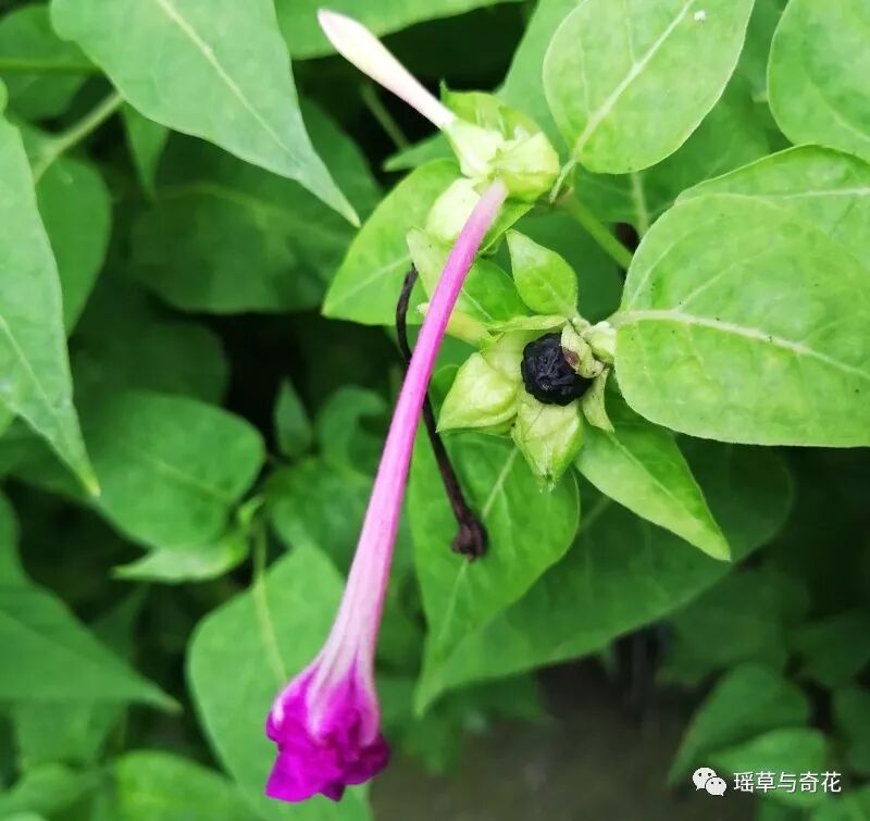 耳环花丨紫茉莉