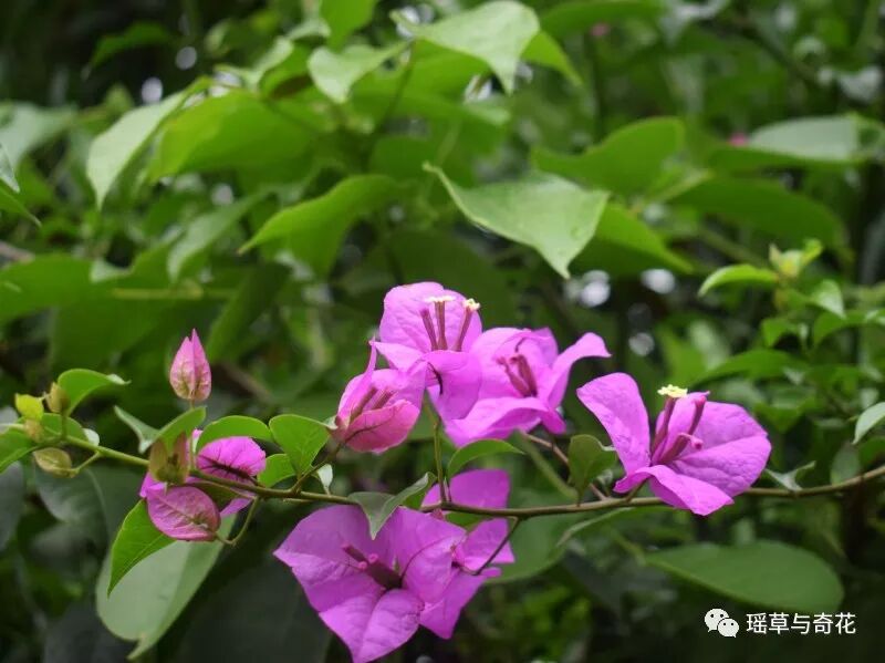 耳环花丨紫茉莉
