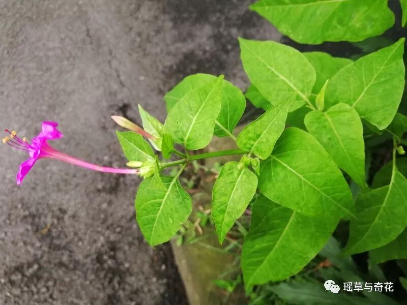 耳环花丨紫茉莉