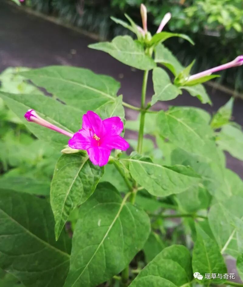 耳环花丨紫茉莉