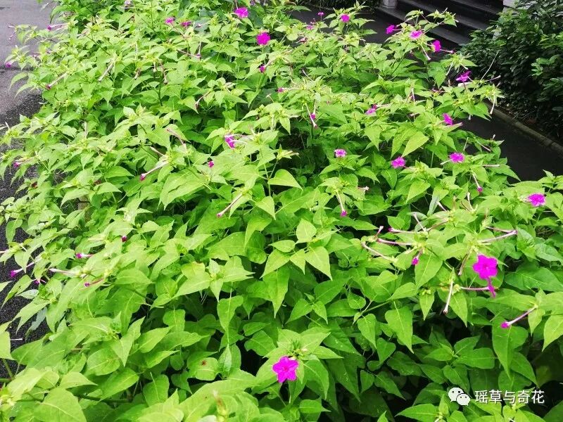 耳环花丨紫茉莉