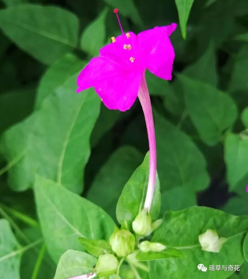 耳环花丨紫茉莉
