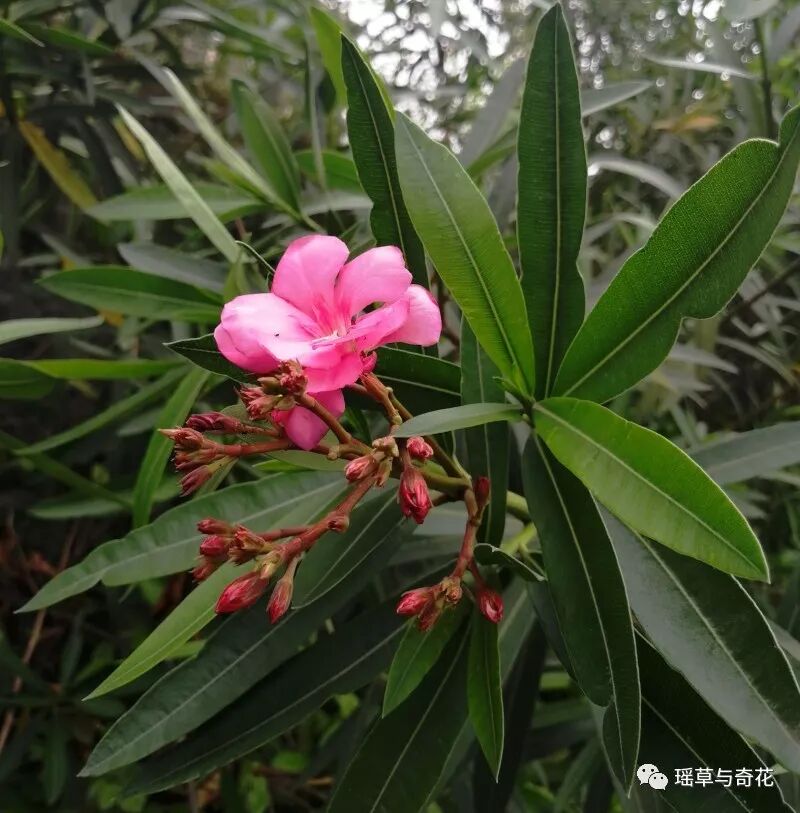 环保卫士丨夹竹桃 无锡花讯 微信公众号文章阅读 Wemp