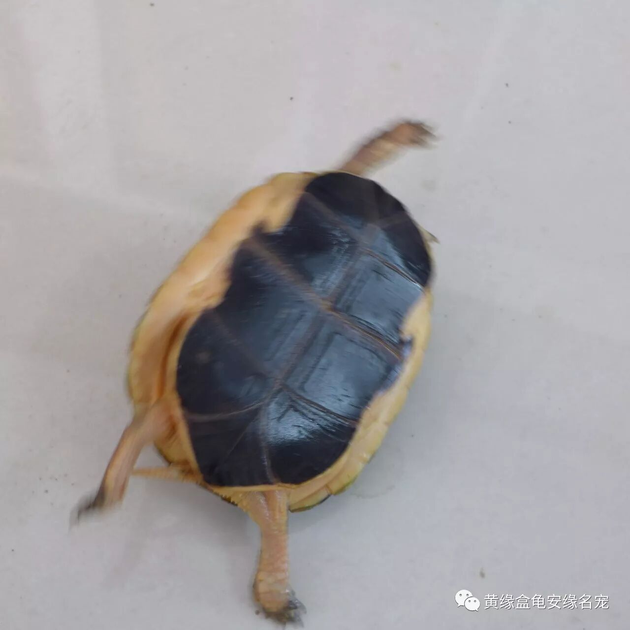 俗名:夹板龟,克蛇龟,断板龟;英文名:chinese box turt闭壳龟属;主要