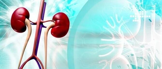 动画丨解密降糖药SGLT-2抑制剂的肾脏获益机制