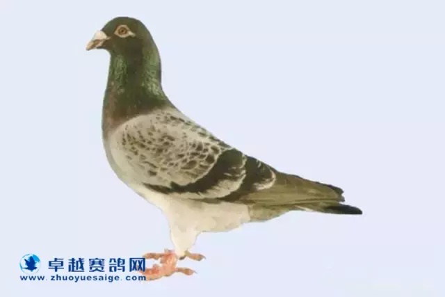 “白鼻号”:B73-6261175铅笔灰雄鸽