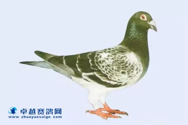 “军校生”:B72-6111169铅笔灰色雄鸽