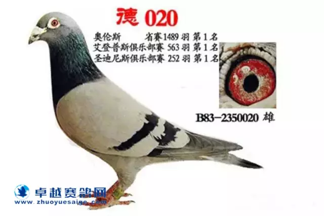 “白鼻号”直孙“020”