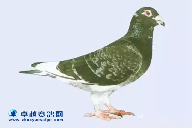 老凡登布希雄:B67-6729926