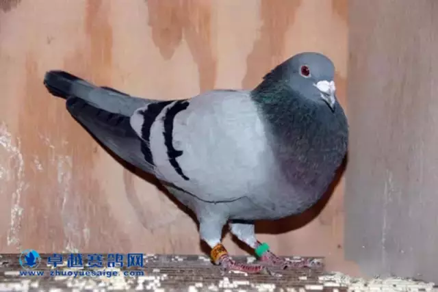 冠军鸽BE09-6080627