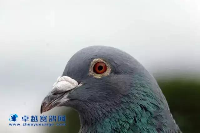 2014圣维仙国际冠军鸽BE09-6080627