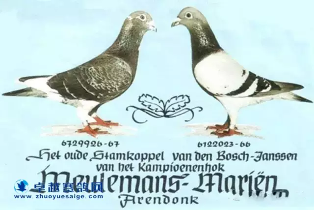 老凡登布希雄B67-6729926×灰詹森雌B66-6122023