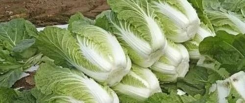 拱城里白菜有啥错？