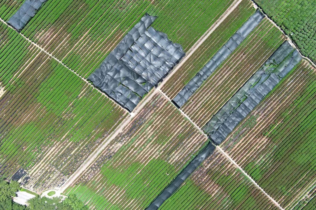 杭州双峰龙井茶园已架起遮阳网。
