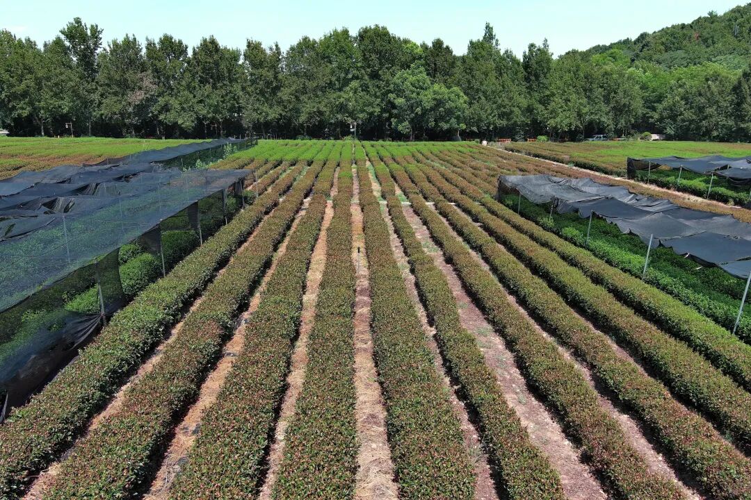 杭州双峰龙井茶园内部分茶树被晒伤变色。