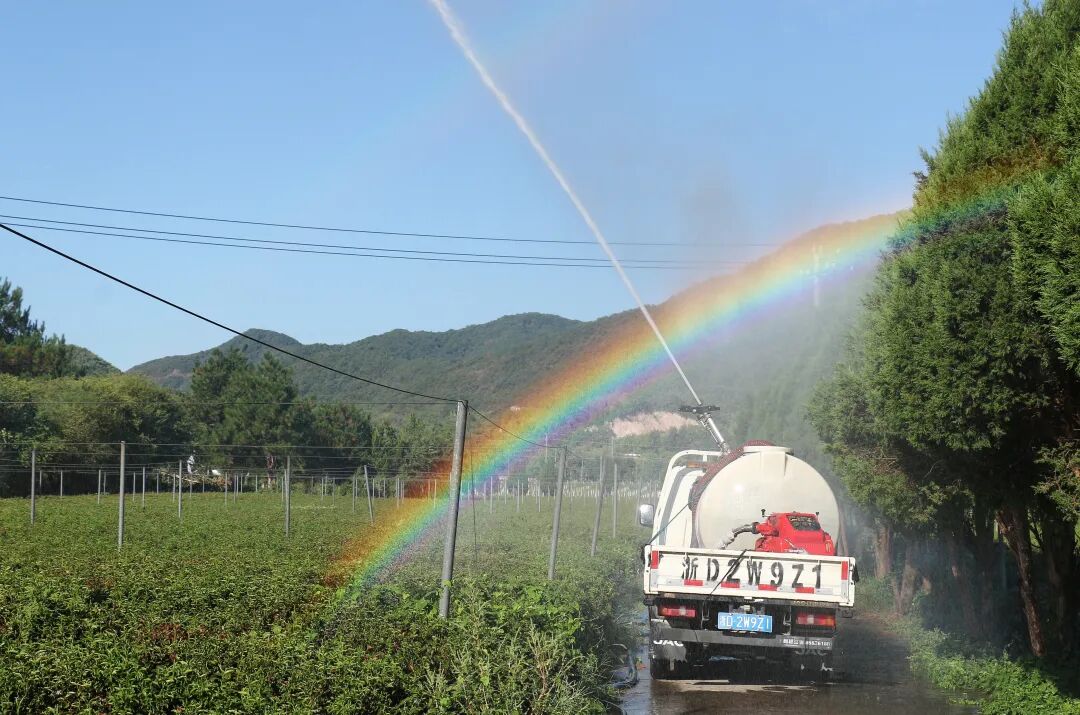 绍兴茶园内，