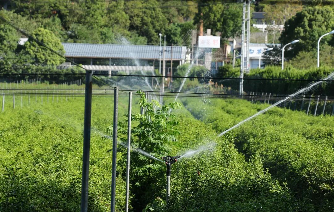绍兴茶园内，部分茶叶被灼伤。喷灌设备正在为茶树补水降温。