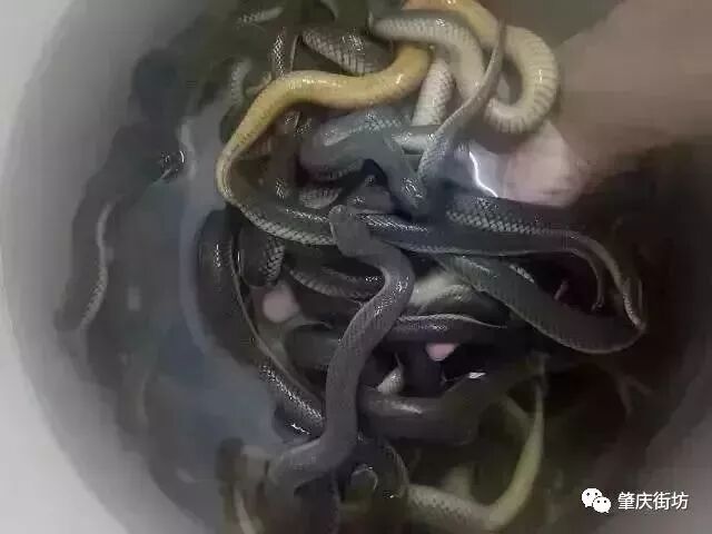 就是用这些小鲜肉制作而成的主角来了所以煮出来的水蛇粥特别香再打成