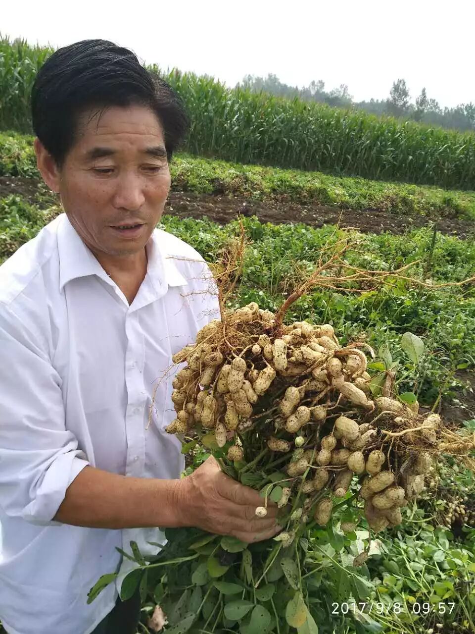 “果三多”花生三遍喷跟踪使用效果|企业新闻-南阳傲威化工有限公司