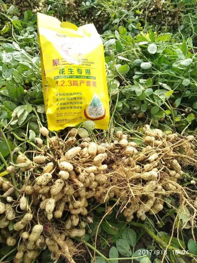 花生高产
