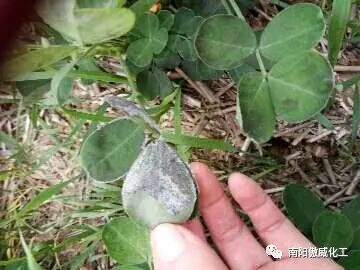圈绒泡菌