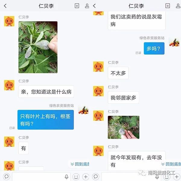 圈绒泡菌