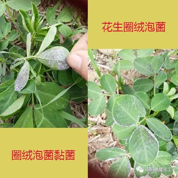 圈绒泡菌