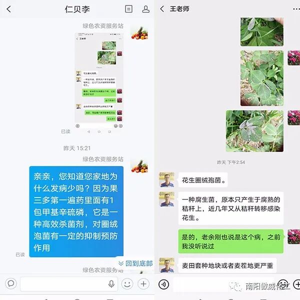 圈绒泡菌