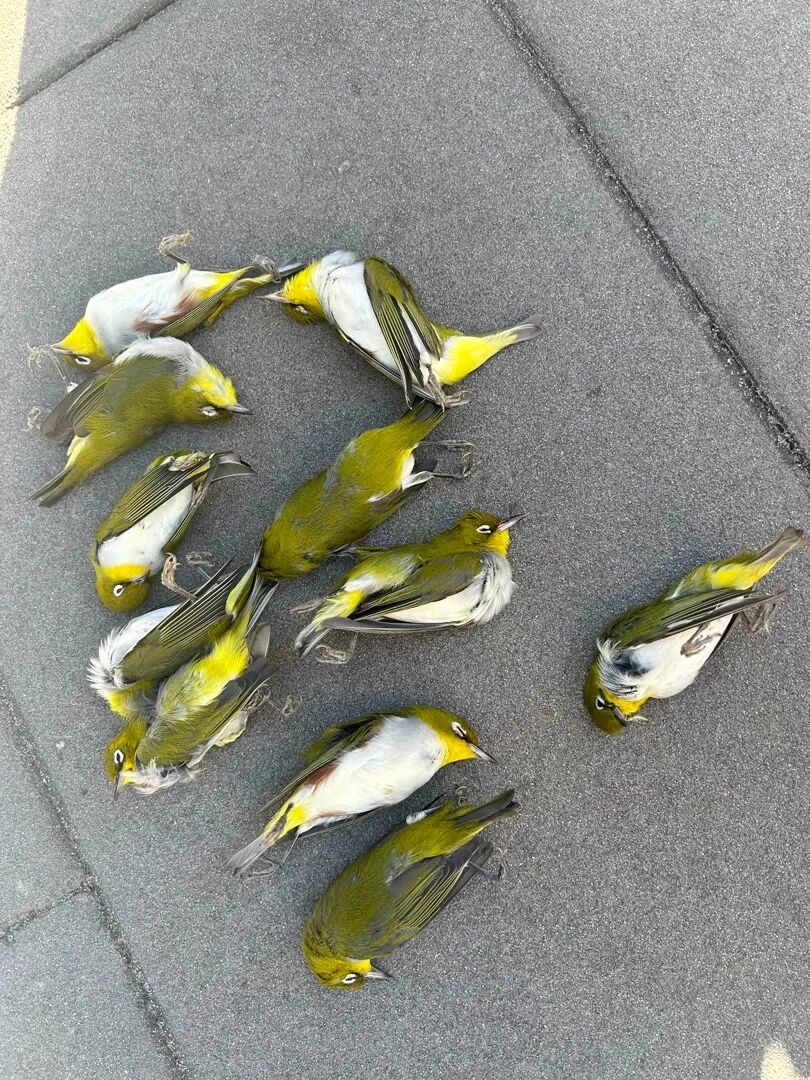 多只候鸟撞上大厦玻璃死亡,北京一座大厦楼下，躺了14只鸟，12只已死亡！元凶竟是玻璃