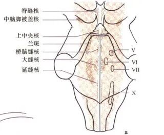 外展枕怎么使用中枢神经系统解剖定位诊断【大全】_https://www.jmylbn.com_新闻资讯_第136张