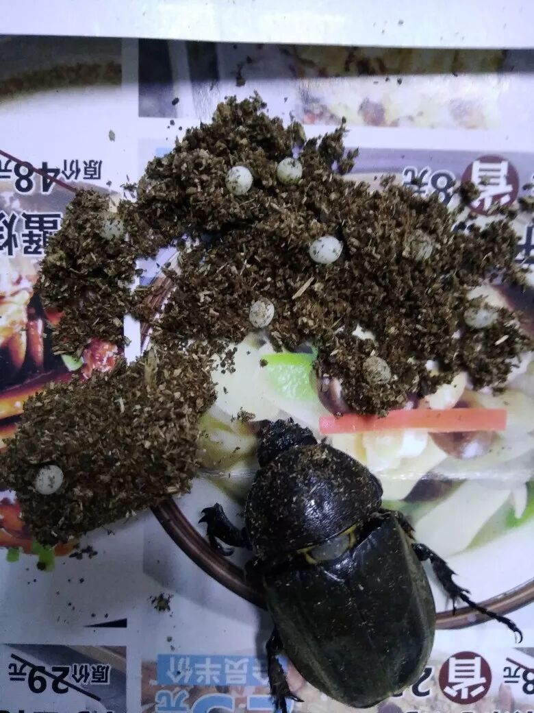 兜锹繁殖季如何开启产房收获母虫赋予我们的果实 罗氏虫社 微信公众号文章阅读 Wemp