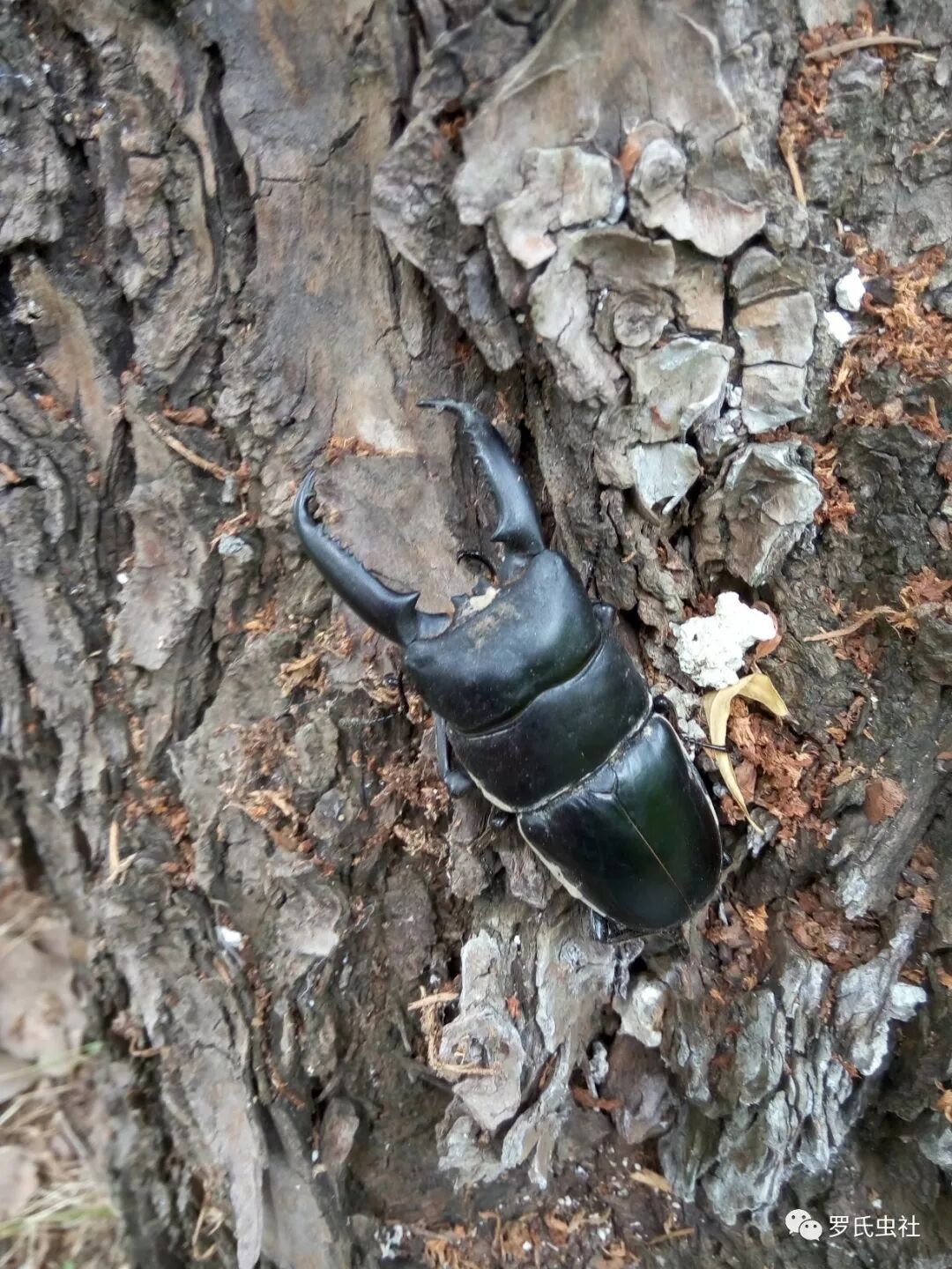 兜锹饲养新手入门常见q Amp A 成虫有哪些特性 罗氏虫社 微信公众号文章阅读 Wemp