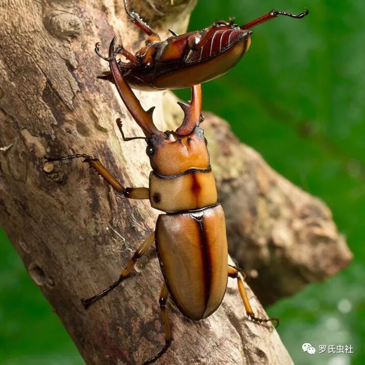 兜锹饲养新手入门常见q Amp A 成虫有哪些特性 罗氏虫社 微信公众号文章阅读 Wemp