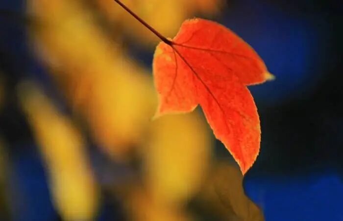 秋天喝生普洱好还是熟普洱好？