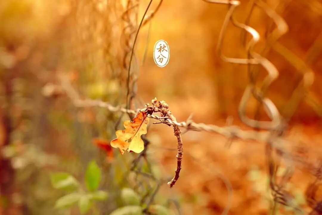 秋分，身体最“渴”时，喝什么茶更养生？