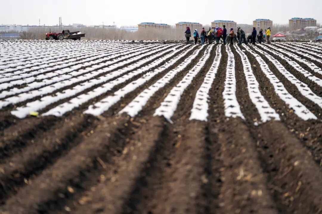 Get中央一号文件精神，@农报君的学习心得！