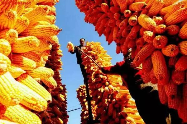 农民丰收节放几天假_下元节 是24节气吗_中国农民丰收节是哪一个节气