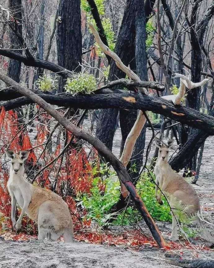 澳洲4个月火灾过后，摄影师拍下惊艳照片：大自然自我修复功能太强大（组图） - 13