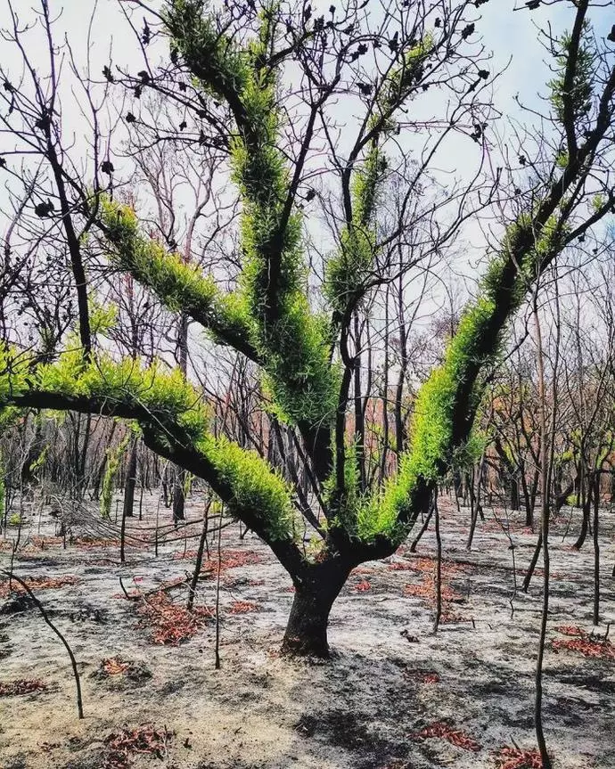 澳洲4个月火灾过后，摄影师拍下惊艳照片：大自然自我修复功能太强大（组图） - 3
