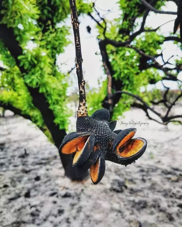 澳洲4个月火灾过后，摄影师拍下惊艳照片：大自然自我修复功能太强大（组图） - 1