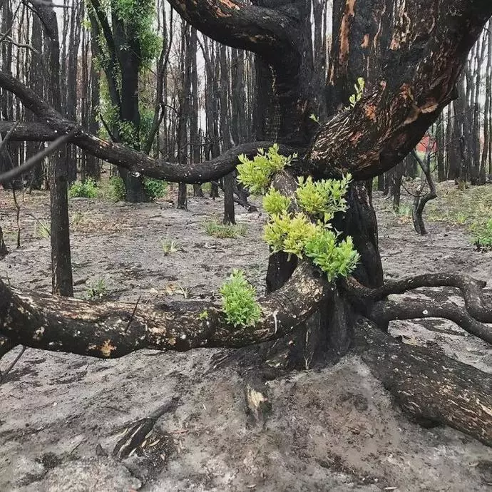 澳洲4个月火灾过后，摄影师拍下惊艳照片：大自然自我修复功能太强大（组图） - 9