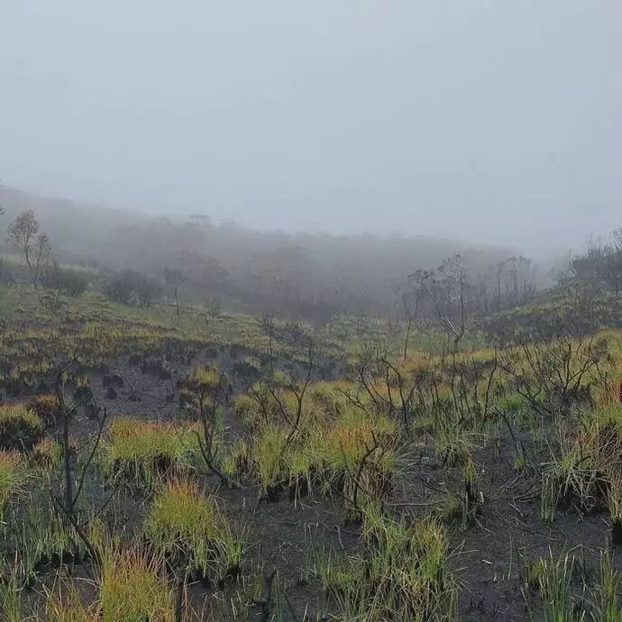 澳洲4个月火灾过后，摄影师拍下惊艳照片：大自然自我修复功能太强大（组图） - 14