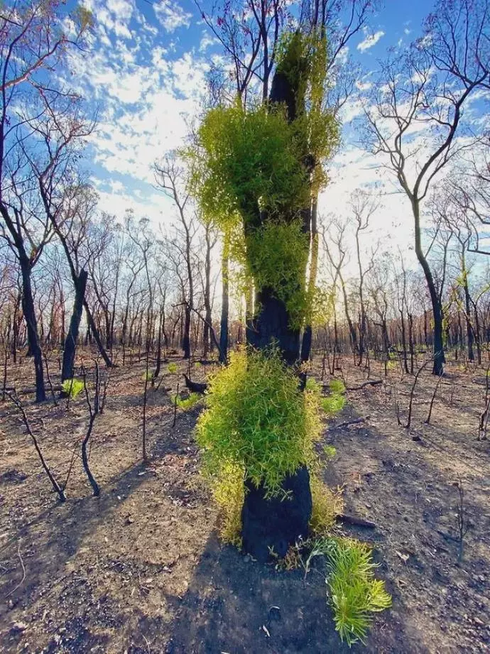 澳洲4个月火灾过后，摄影师拍下惊艳照片：大自然自我修复功能太强大（组图） - 6