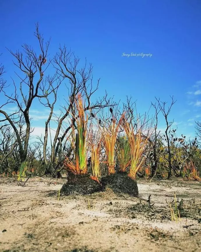 澳洲4个月火灾过后，摄影师拍下惊艳照片：大自然自我修复功能太强大（组图） - 2