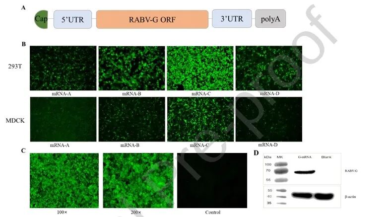 8！！！冻干抗狂犬病mRNA-LNP疫苗单剂量皮下接种诱导早期强效免疫应答