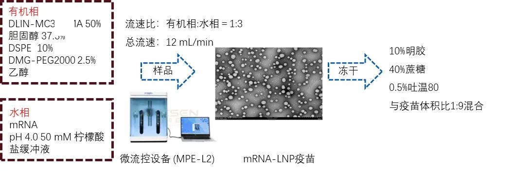8！！！冻干抗狂犬病mRNA-LNP疫苗单剂量皮下接种诱导早期强效免疫应答