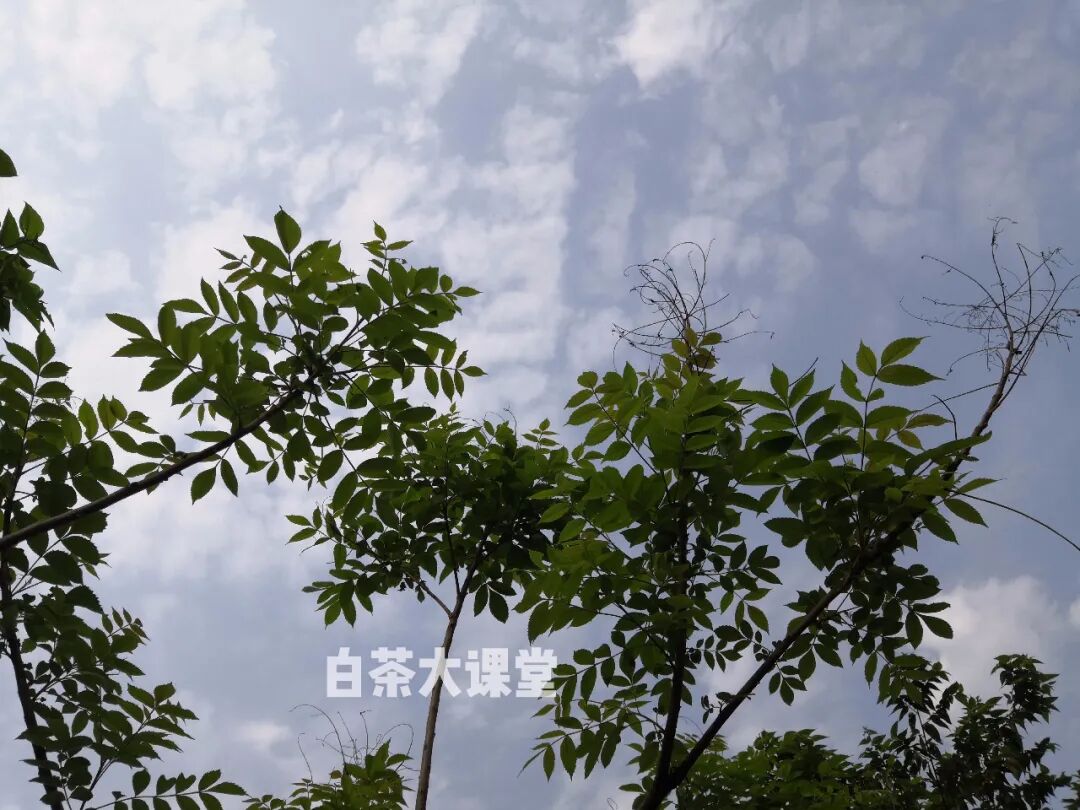 安吉白茶和福鼎白茶，有什么区别？