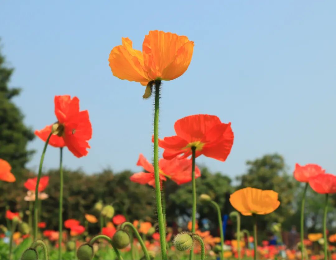 广州惊现8000㎡虞美人花海超仙超美